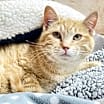 Thumbnail photo of Cheeto #2