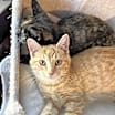 Thumbnail photo of Cheeto #3