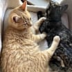 Thumbnail photo of Cheeto #4
