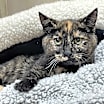 Thumbnail photo of Daisy #1