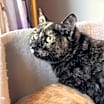 Thumbnail photo of Daisy #2