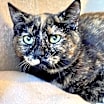 Thumbnail photo of Daisy #4