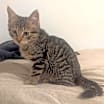 Thumbnail photo of Nellie #3