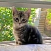 Thumbnail photo of Momma Mia #3