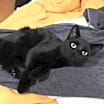 Thumbnail photo of Gino #2