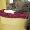 Thumbnail photo of Dex #4
