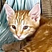 Thumbnail photo of Otis Q #1