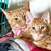 Thumbnail photo of Otis Q #4