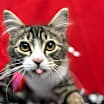 Thumbnail photo of Billy #3