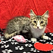 Thumbnail photo of Dewey #1