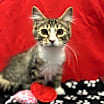 Thumbnail photo of Dewey #2