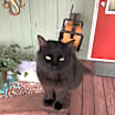 Thumbnail photo of Black Kitty #1
