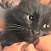 Thumbnail photo of Black Kitty #2