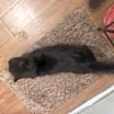 Thumbnail photo of Black Kitty #3