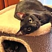 Thumbnail photo of Mewmew and Little Man #2