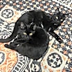 Thumbnail photo of Mewmew and Little Man #3