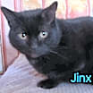 Thumbnail photo of Jinx needs a home #1