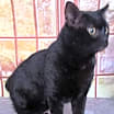 Thumbnail photo of Jinx needs a home #2