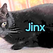 Thumbnail photo of Jinx needs a home #3