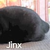 Thumbnail photo of Jinx needs a home #4