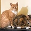 Thumbnail photo of Zuzu & George *Bonded Pair* #1