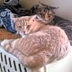 Thumbnail photo of Zuzu & George *Bonded Pair* #2