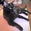 Thumbnail photo of Lucy Goose 7536 #2