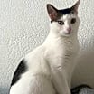 Thumbnail photo of Fuji #2