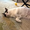 Thumbnail photo of Emmie #1