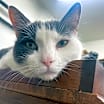 Thumbnail photo of Emmie #3