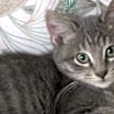 Thumbnail photo of Rollo #1