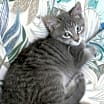 Thumbnail photo of Rollo #2