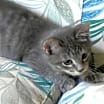 Thumbnail photo of Rollo #3