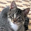 Thumbnail photo of Mister Jay #1