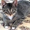 Thumbnail photo of Mister Jay #3