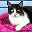 Thumbnail photo of Sweet Rebecca #2