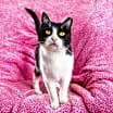 Thumbnail photo of Sweet Rebecca #1