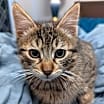Thumbnail photo of Oliver #1
