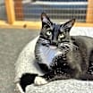 Thumbnail photo of Fernley #4