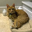 Thumbnail photo of Wren #1