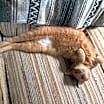 Thumbnail photo of Wren #2