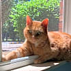 Thumbnail photo of Wren #3
