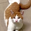 Thumbnail photo of Scotty #1