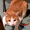 Thumbnail photo of Scotty #2