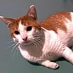 Thumbnail photo of Scotty #3