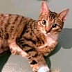 Thumbnail photo of Sassy #1