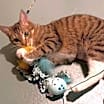 Thumbnail photo of Sassy #3