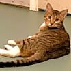 Thumbnail photo of Sassy #4