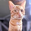Thumbnail photo of Chester #1