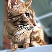Thumbnail photo of Chester #4